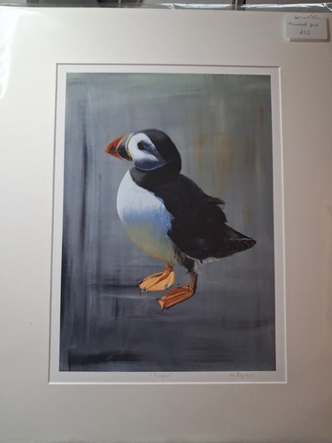 Puffin mounted gilclee art - gilclee,