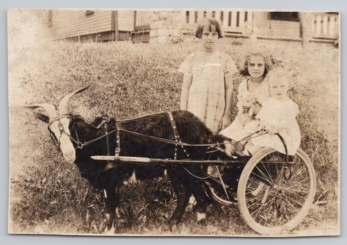 Goat Cart RPPC Three C