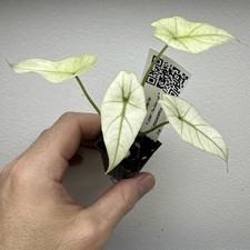 Alocasia Simpo Full Mint