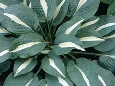 Hosta Pin Up   (pot  Grown