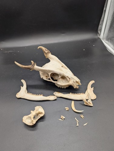 Large muntjac buck skull - muntjac,