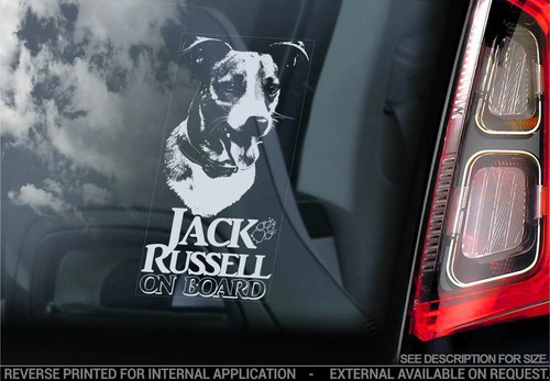 Jack russel terrier car - jack,