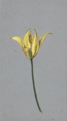 Floral still life - floral,