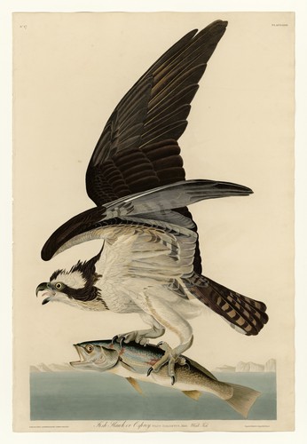 John james audubon osprey - audubon,