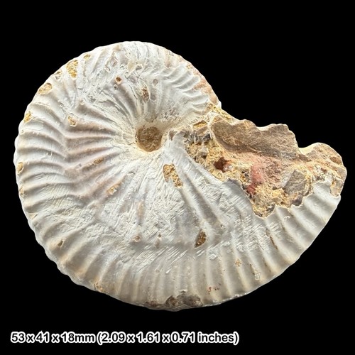 Taramelliceras anar - taramelliceras,