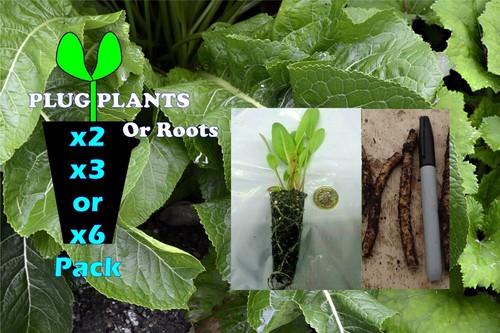 Horseradish root for - root,