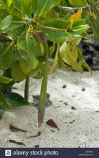Orange Oriental Mangroves