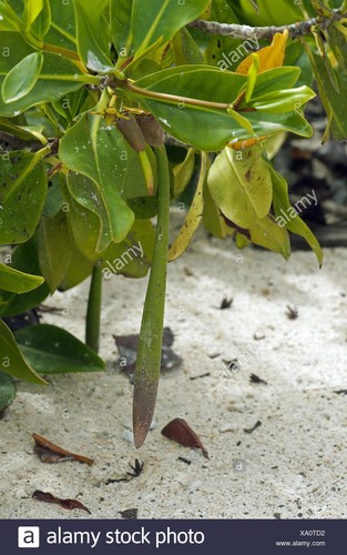 Orange oriental mangroves - orange,