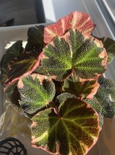 Rare Begonia Soli Mutata Pink