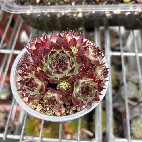 Sempervivum tectorum - , l.