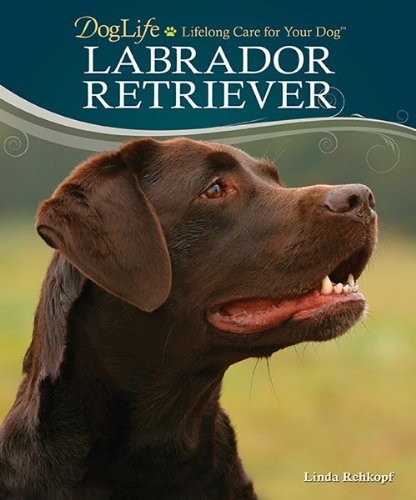 Labrador retriever doglife - retriever:, doglife: