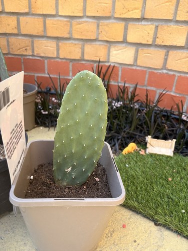 Opuntia unrooted cuttings - opuntia,