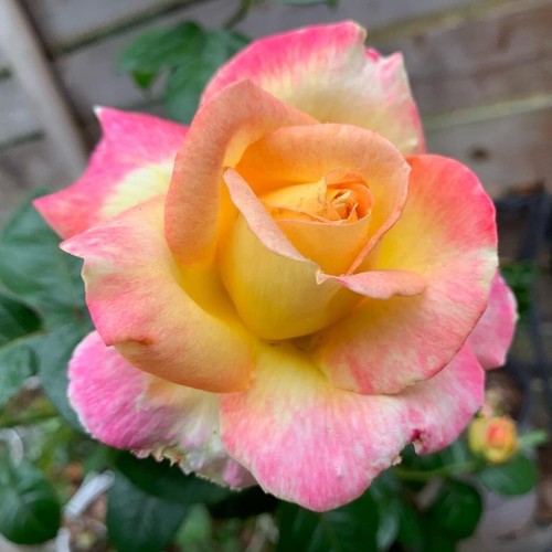 Peace fragrant pink yellow - peace,