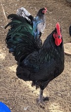 Croad Langshan Hatching Eggs 6