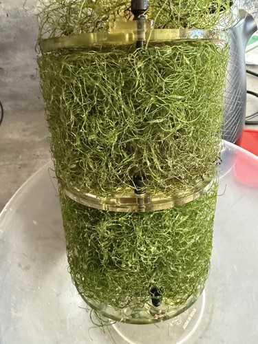 40g chaetomorpha - 40g, (chaeto)