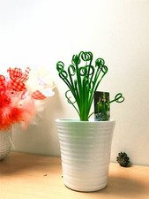 Spiral Leaved Albuca Frizzle Sizzle Succulents House Plant in 12-15cm Pot Office