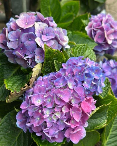 Hydrangea macrophylla hamburg - hydrangea,