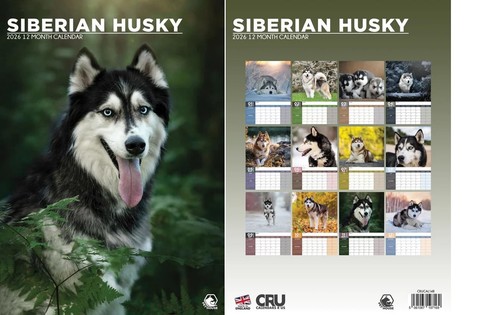 Siberian husky 2026 - siberian,