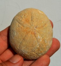 FOSSIL ECHINOID SEA URCHIN SEEIGEL OURSIN ERIZO Echinolampas sp. Bulgaria O#2