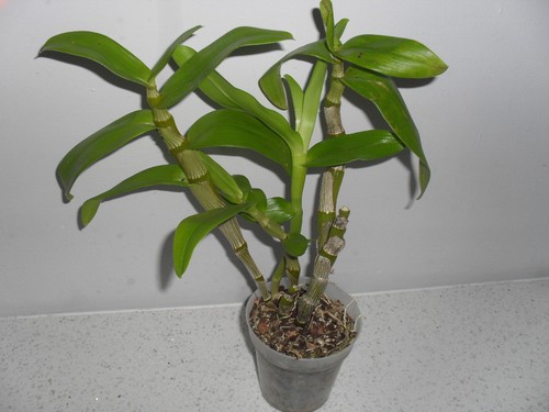 Dendrobium orchid plant - , noble