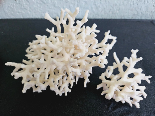 Natural white dead coral - natural,