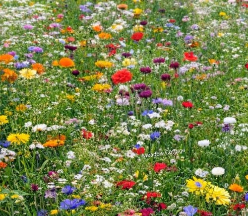 Wildflower seed mix buy - wildflower,