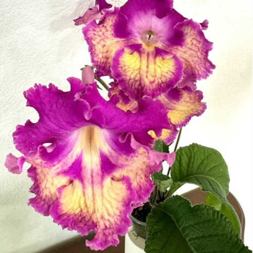 Streptocarpus vat sunbeam - streptocarpus, vat-sunbeam-plug