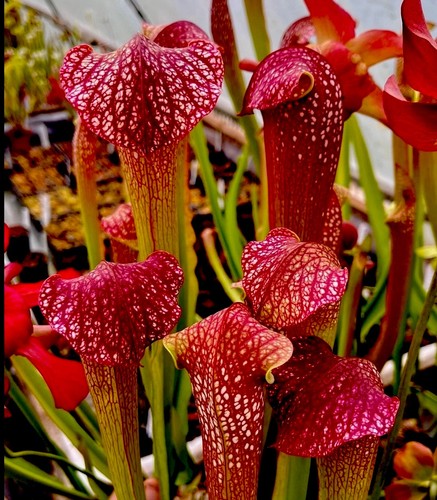 Sarracenia excellens giant - excellens,