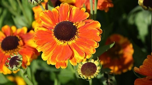 Helenium sahin early - helenium, sahin's