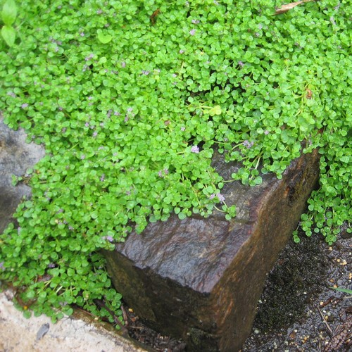 Mint corsican miniature - mint,