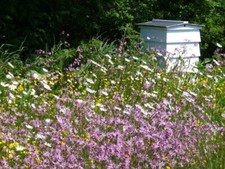 Ragged robin lychnis flos - ragged,