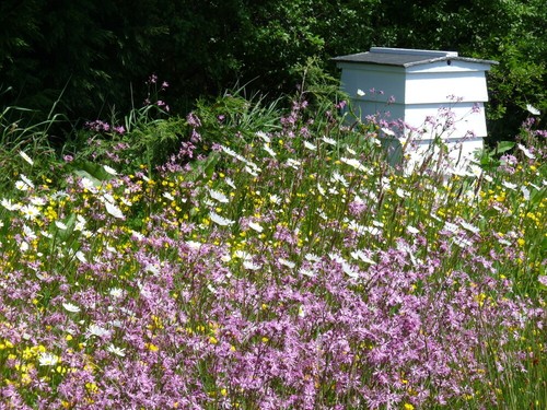 Ragged robin lychnis flos - ragged,