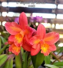Rare Cattleya Tangerine Fire