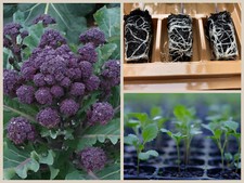 Broccoli Vegetable Plug Plants