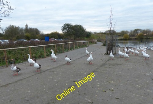 Photo 6x4 geese the - geese, car