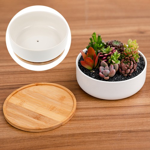 Succulent pot with - succulent, tray