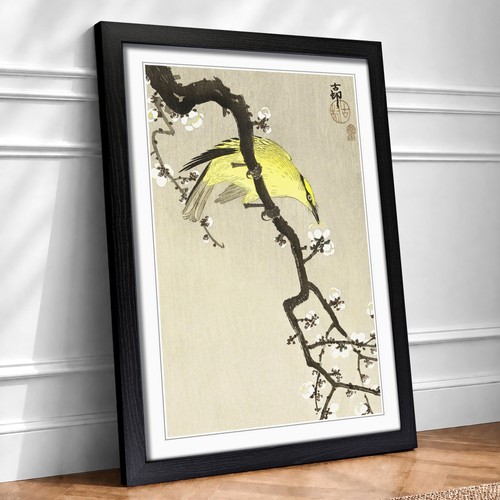 Chinese oriole bird - chinese,