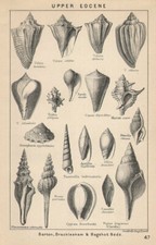 BRITISH FOSSILS. Upper Eocene. Barton, Bracklesham Bagshot Beds 2. STANFORD 1907