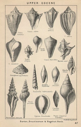 British fossils upper eocene - british, fossils.