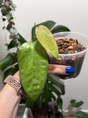 Hoya purpureofusca plant - purpureofusca,