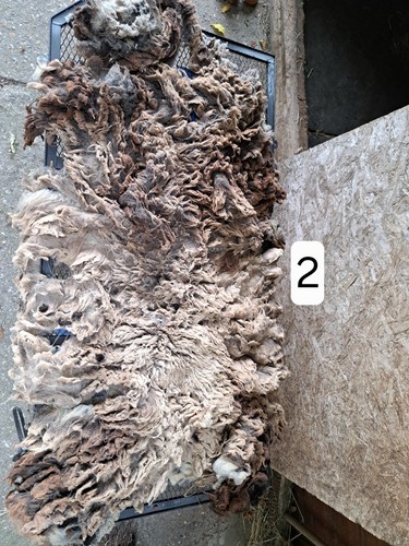 Raw shetland sheep fleece - shetland,