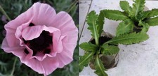 2 x PAPAVER orientale 'CORAL
