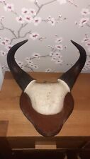 Antique Cape Buffalo Horns Trophy  Mounted On Oak Shield