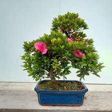 Azalea (Rhododendron) Shohin Flowering Bonsai Tree in 23cm ceramic pot