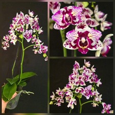 Rare Phalaenopsis Happy Pearl