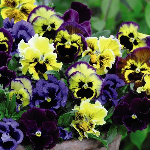 Pansy frizzle sizzle mix - frizzle, plant