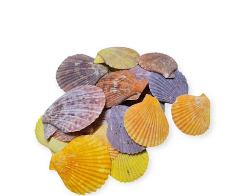 Pectin scallop shell - shell, |
