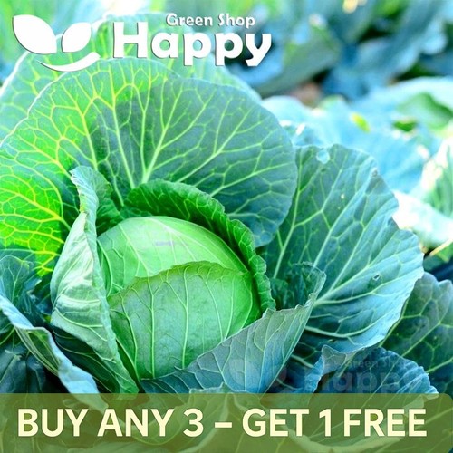 Vegetable cabbage seeds - -, 400