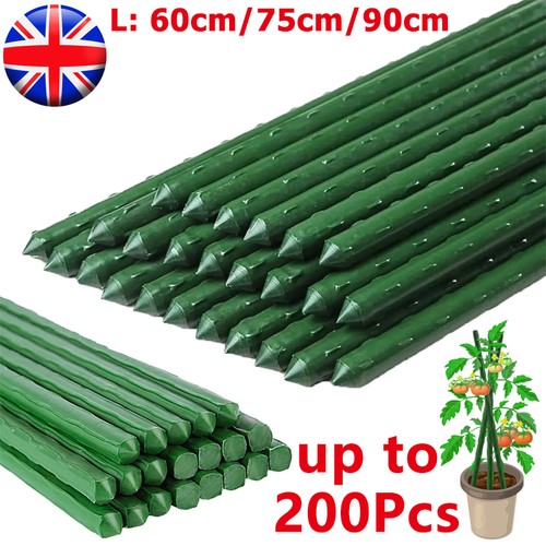 90cm tall garden plant - 45/75/90cm,