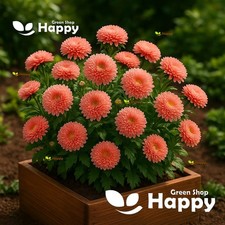 DWARF ASTER - THOUSAND WONDERS